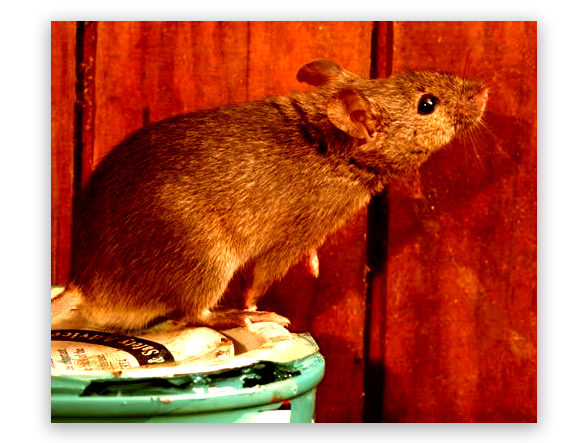 Expert Rodent Control Service